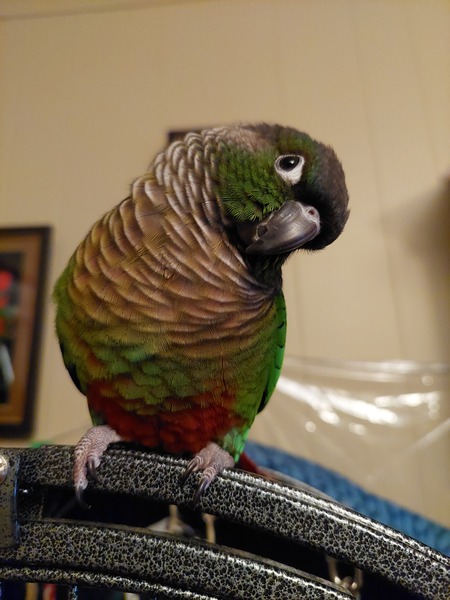 Jasper