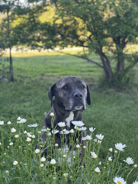 Hera