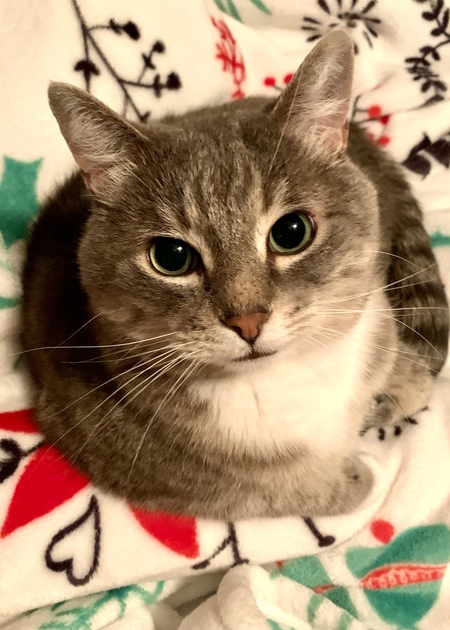 Dewey 