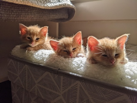 Fry, Mini and Wizard