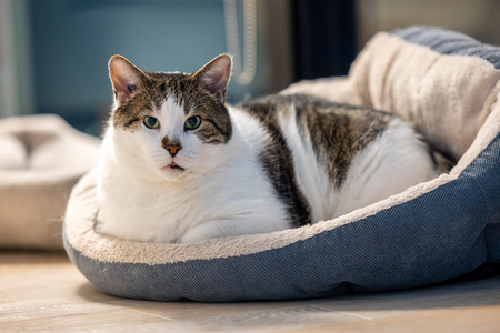 Chonk Norris