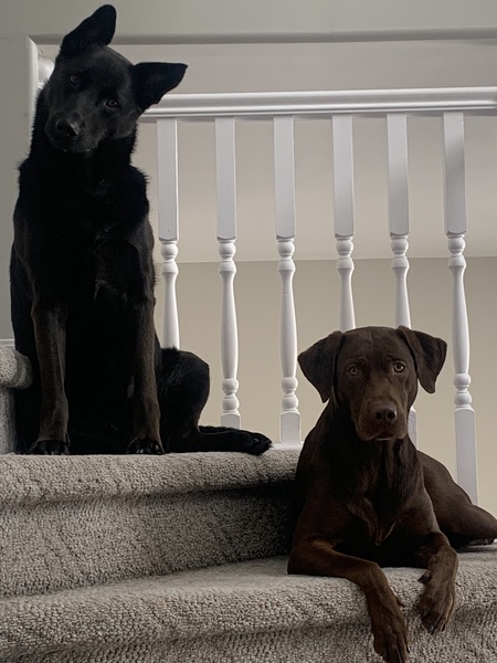 Maui  & Mabel “The Who Dunnit Duo”