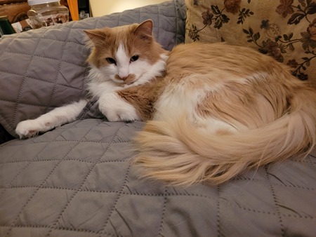 Mateo