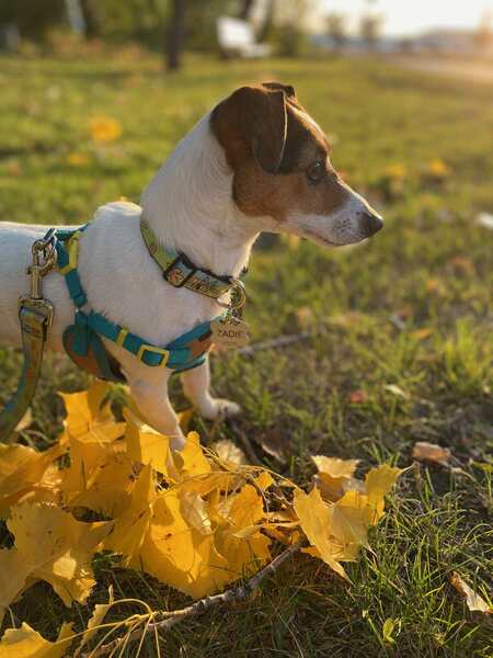 Zadie