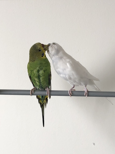 Juniper and Floof