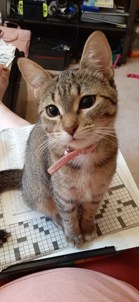 Cora
