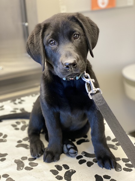 Gus