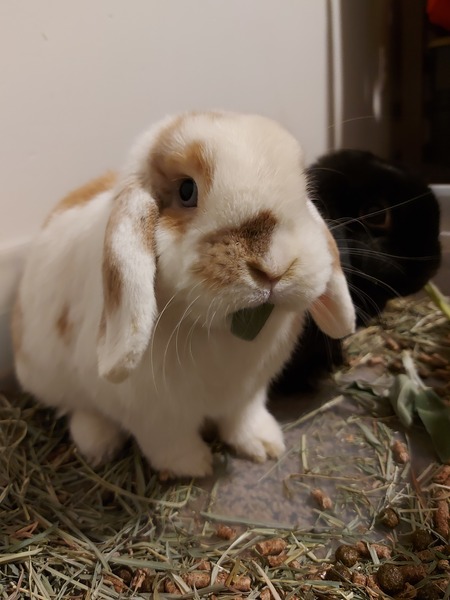 Jimothy Hopper 