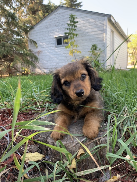 rosco