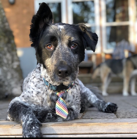 Roscoe 