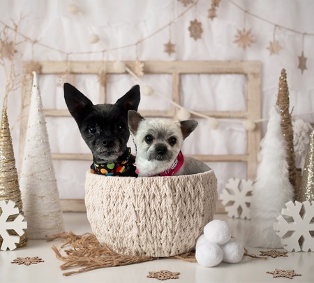 Rocky and Lola