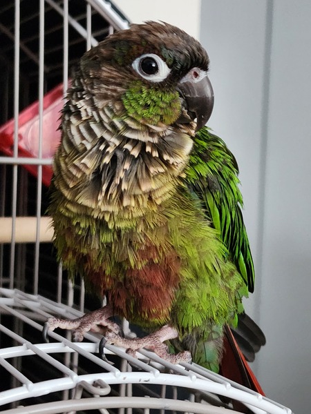Oli