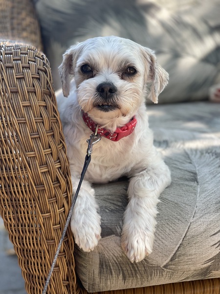 Biscuit/Bisky