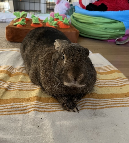 Herbie