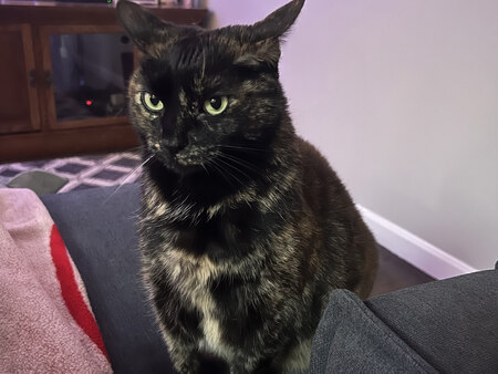 Bertie B
