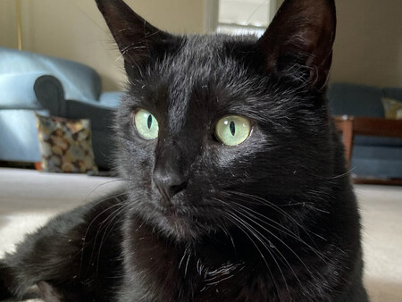 Zuzu