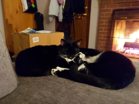 Momo (Chicken Nugget) & Milo
