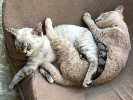 Peanut & Punkin