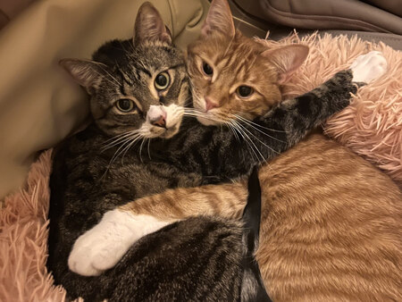 Bertie & Wednesday