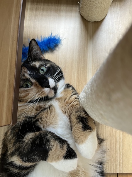Beatrice Poppy