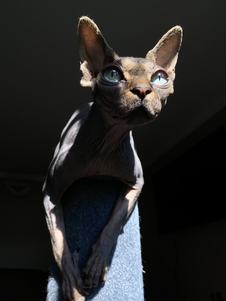 Morty