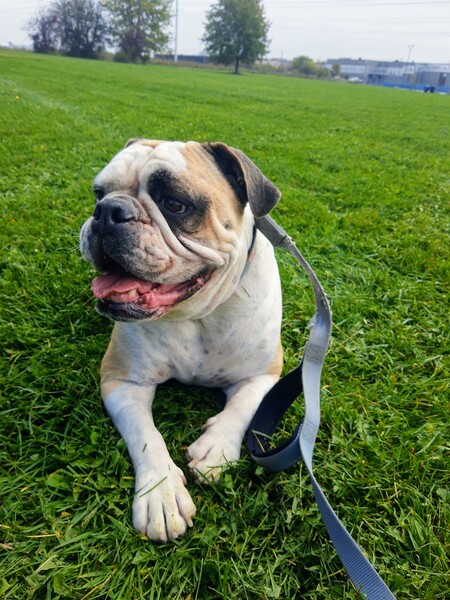 Petey 