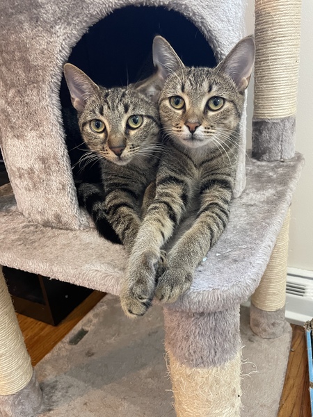 Nova and Bella