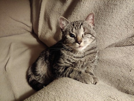 Eli