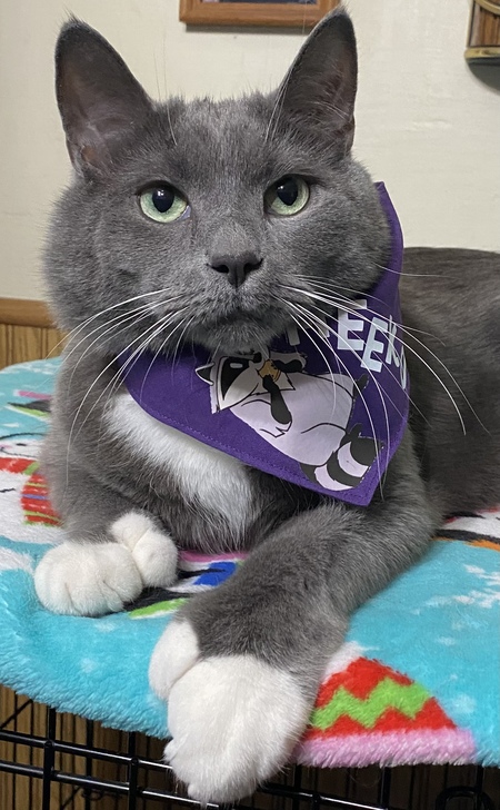 Meeko with the Extra Toes 