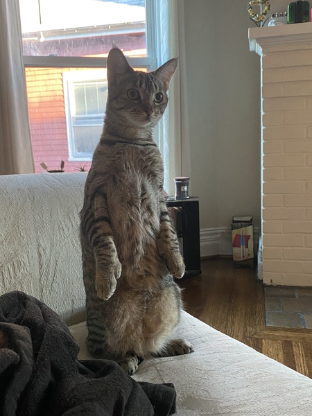 Cleo