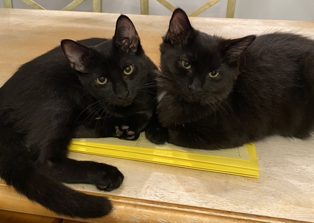 Sir Fluff and Sir George 