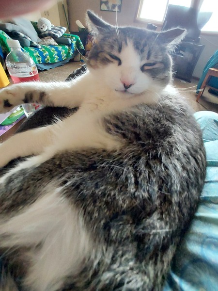 Merlin 