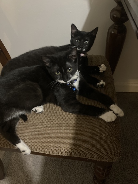 Oreo & Brownie 