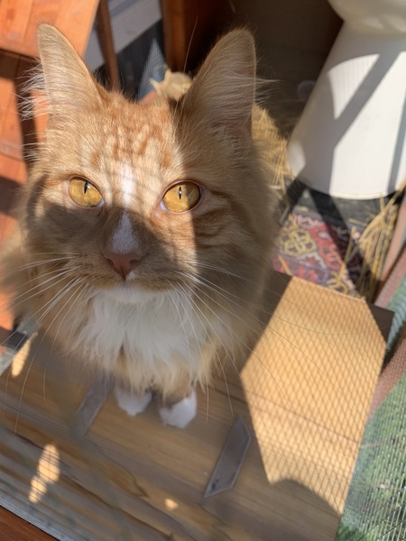 Miso