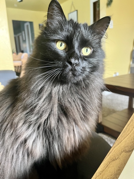 Salem