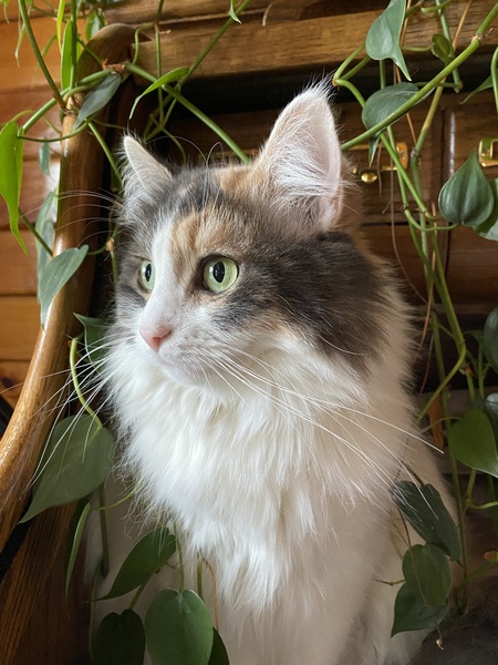 Luna Bear