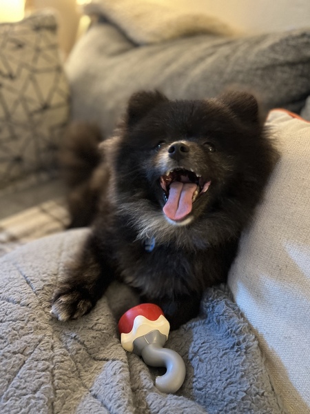 Loki