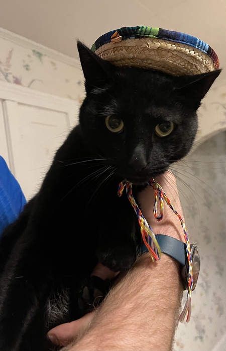 Merlin