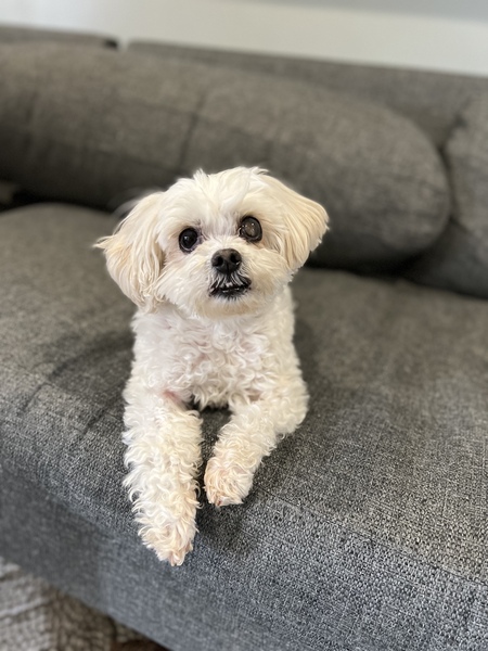 Chico