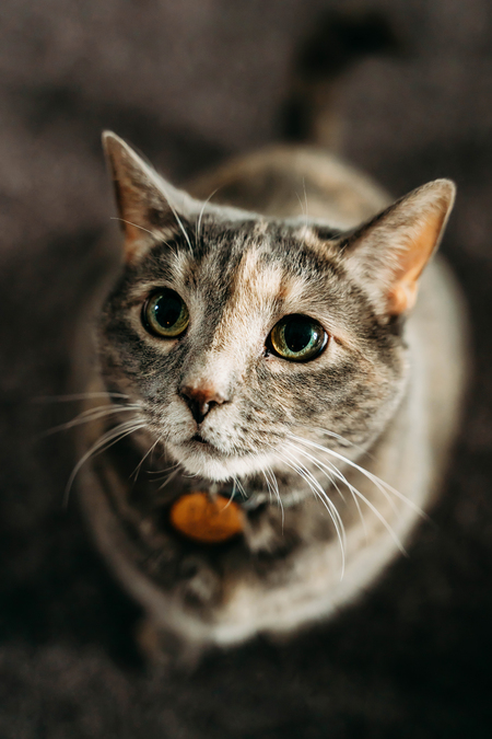 Dori