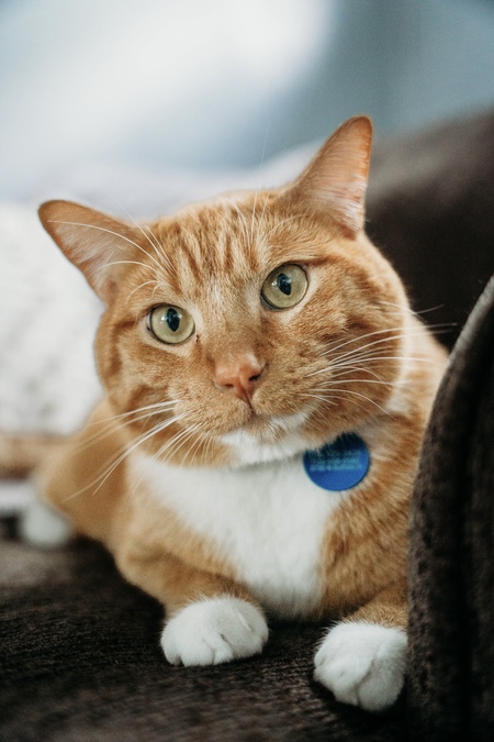 Garfield 