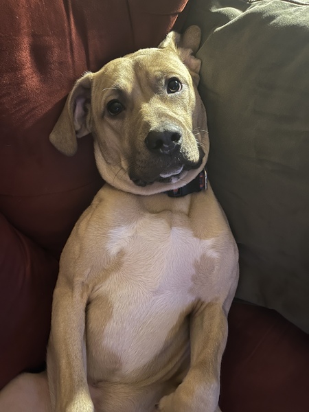 Ripley