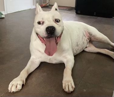 Sarge 