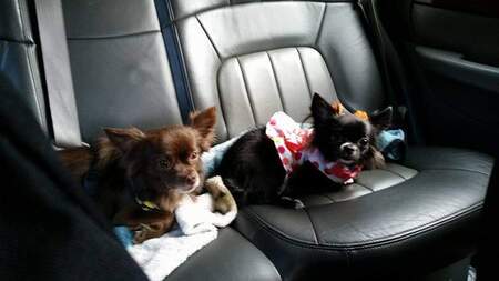 Louie and Bella