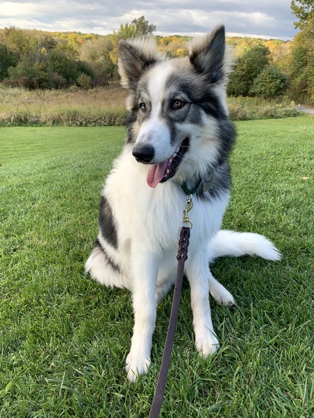 Otis