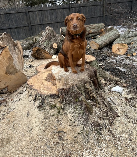 Scooby 