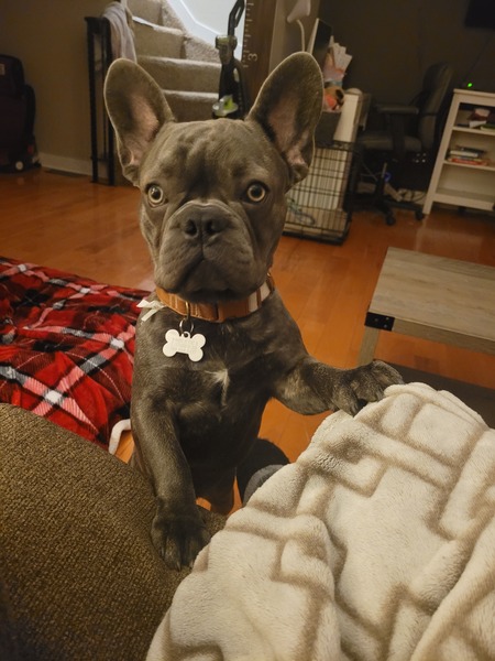Moose