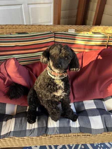 Oscar