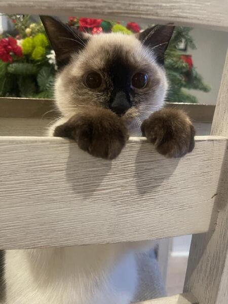 Lulu