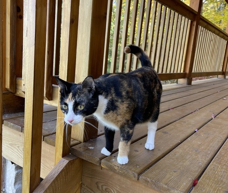 Tilly